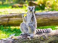 Lemur, Kłoda