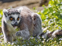 Lemur, Kwiaty