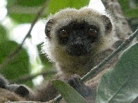 Lemur, Listki