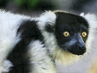 Mordka, Lemur, Oczy