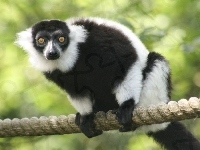 Na, Lemur, Linie