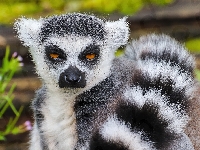 Lemur Katta, Ogon