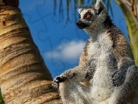 Lemur, Palmy