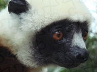 Sifaka, Lemur, Głowa