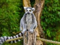 Lemur, Słupek
