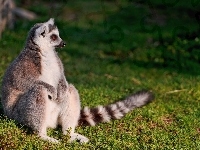 Lemur, Trawa