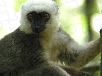 Lemur