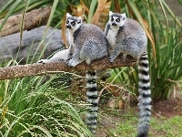 Drzewo, Lemury, Trawa