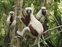Na, Lemury, Drzewie