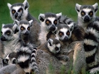 Oczy, Lemury, Ssaki