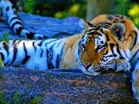 Tygrys, Leniwy, Odpoczynek