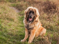 Leonberger, Pies, Brązowy