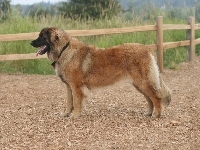 drewniane, Leonberger, ogrodzenie