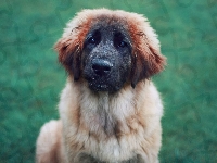 Leonberger, Mordka, Pies