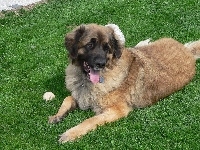 Leonberger, piłeczka