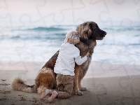 Morze, Pies, Dziecko, Leonberger, Przyjaciele, Plaża