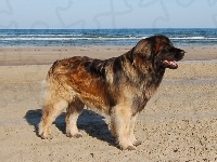 Leonberger, plaża