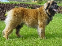 soczysta, Leonberger, trawa