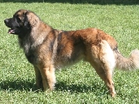 Leonberger, trawa