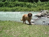 woda, Leonberger, skały