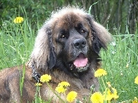 żółte, Leonberger, kwiatki