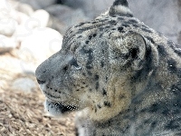 Leopard śnieżny