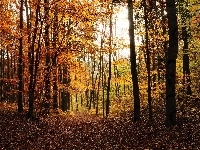 Leśna, Dróżka