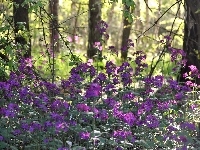 Leśne, Las, Purpurowe, Kwiaty