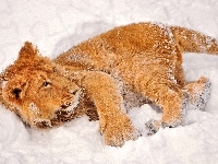 Lew, Śnieg