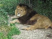 Lew, ZOO