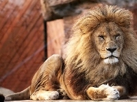 Lew, ZOO