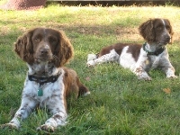 leżące, dwa, Springer spaniel angielski