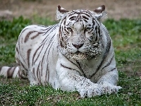Biały, Leżący, Tygrys