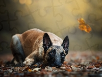 Owczarek belgijski Malinois, Leżący, Pies, Liście