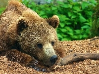 Leżący, Niedźwiedź