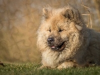 Pies, Leżący, Szpic eurasier
