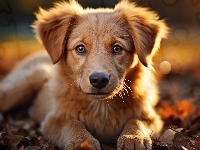 Pies, Leżący, Szczeniak, Golden retriever