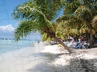 Leżaki, Plaża, Palmy, Tropik
