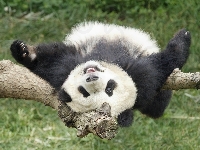 Leżakowanie, Drzewo, Panda