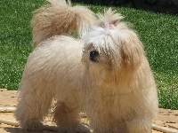 Lhasa Apso