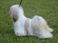 wyczesany, Lhasa Apso