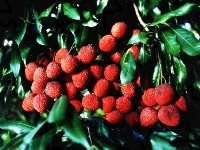 Liczi