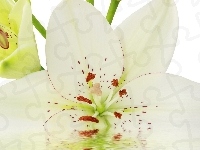 Biały, Lilia, Kwiat