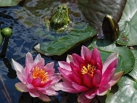 Żaba, Kwiat, Lilia wodna