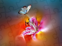 Lilia Tygrysia, Motyl