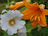 Pomarańczowa, Biała, Malwa, Lilia