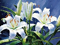 Kwiaty, Lilie, Białe, Grafika, Krople