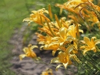 Żółte, Liliowce, Kwiaty