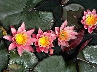 Lilie, Wodne