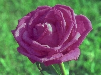 Liliowa, Róża